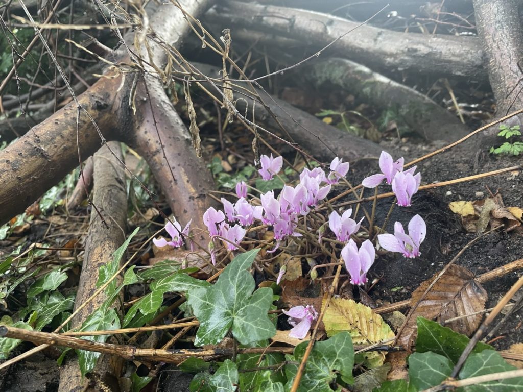 Alpenveilchen blühen im Herbst und stellen damit eine schöne Herbstpflanze da