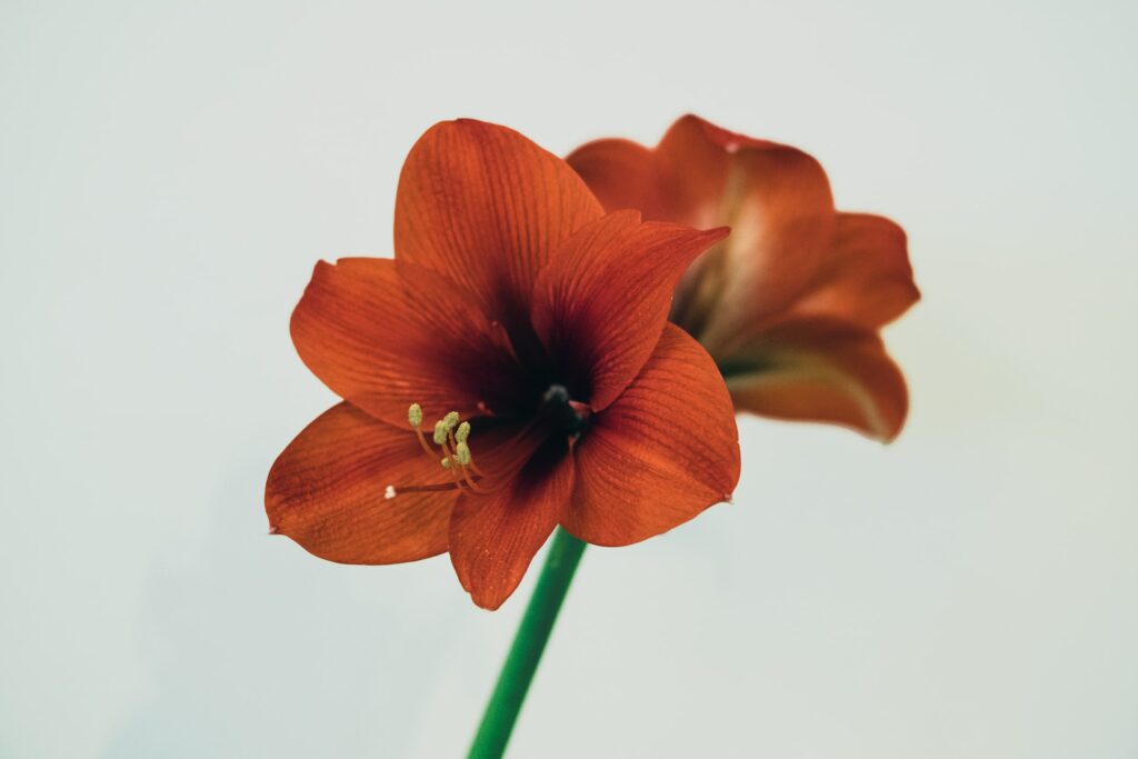 Die Amaryllis wird oft auch Ritterstern genannt.