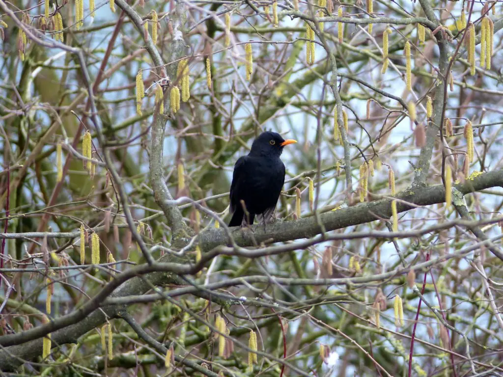 Die Amsel - der Waldvogel in unserem Garten