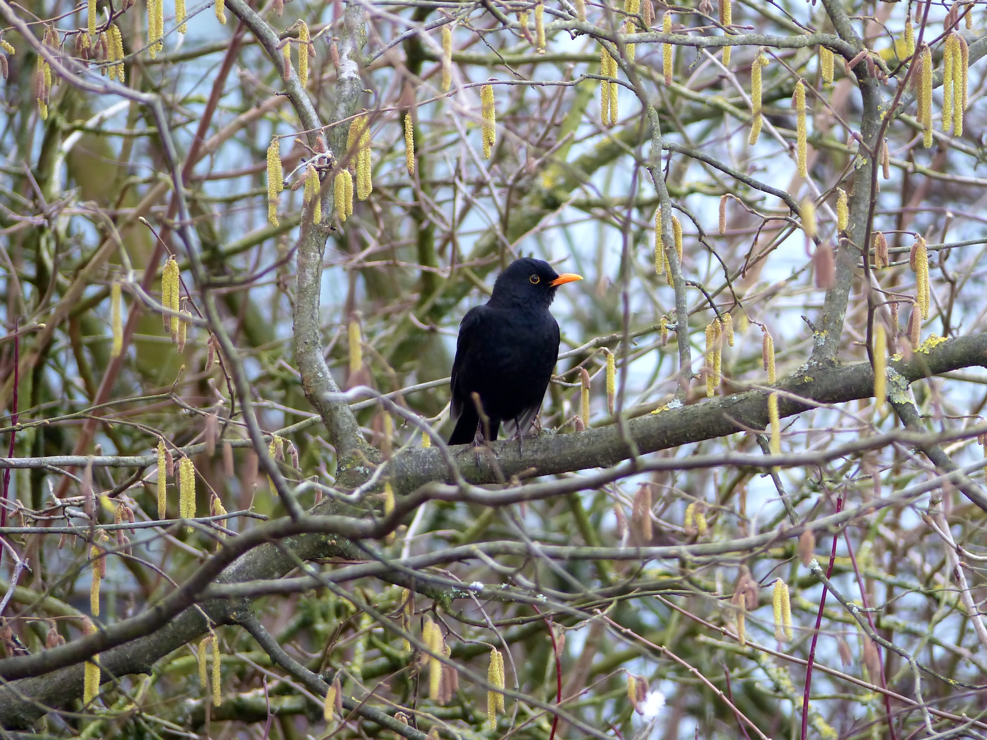 Die Amsel der Waldvogel in unserem Garten