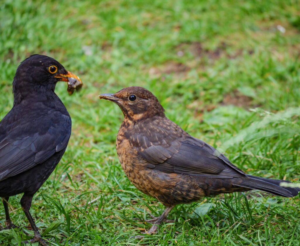 heimische Singvögel wie die Amsel sind oft anzutreffen