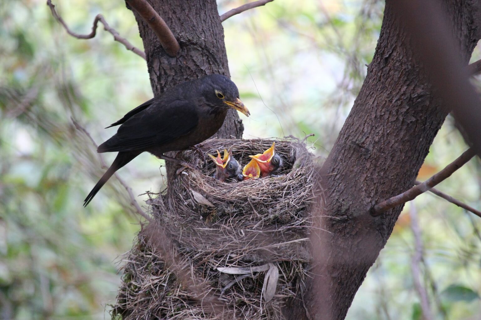 Die Amsel der Waldvogel in unserem Garten