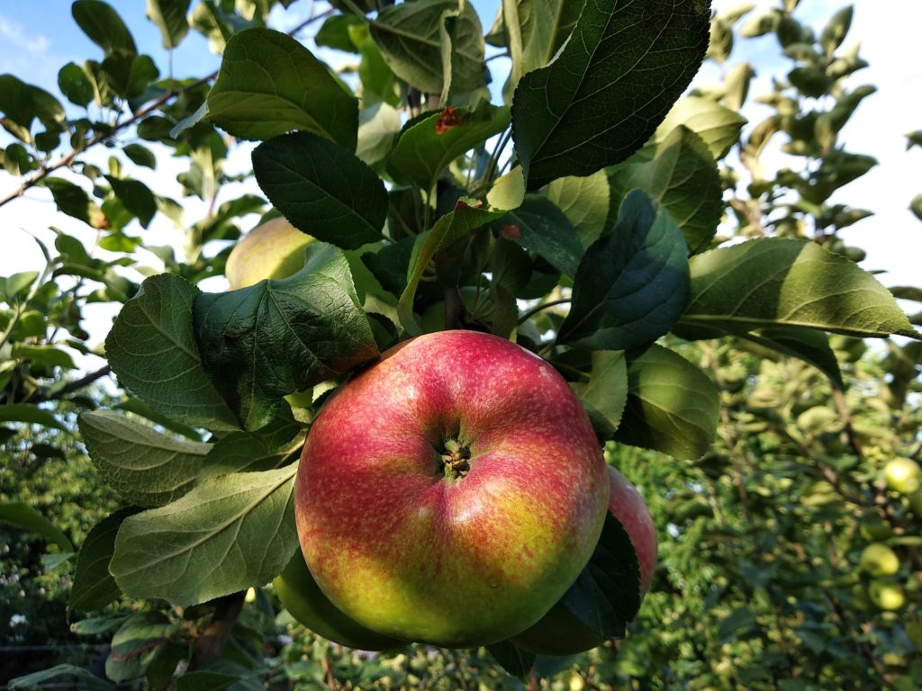Apfelernte im September