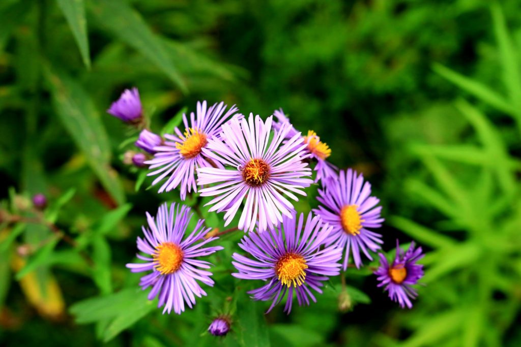 Alpenaster, heimische Pflanze