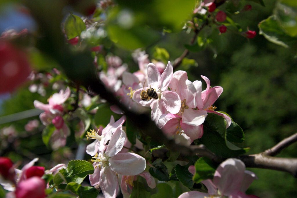 Biene an einer Obstbaumblüte