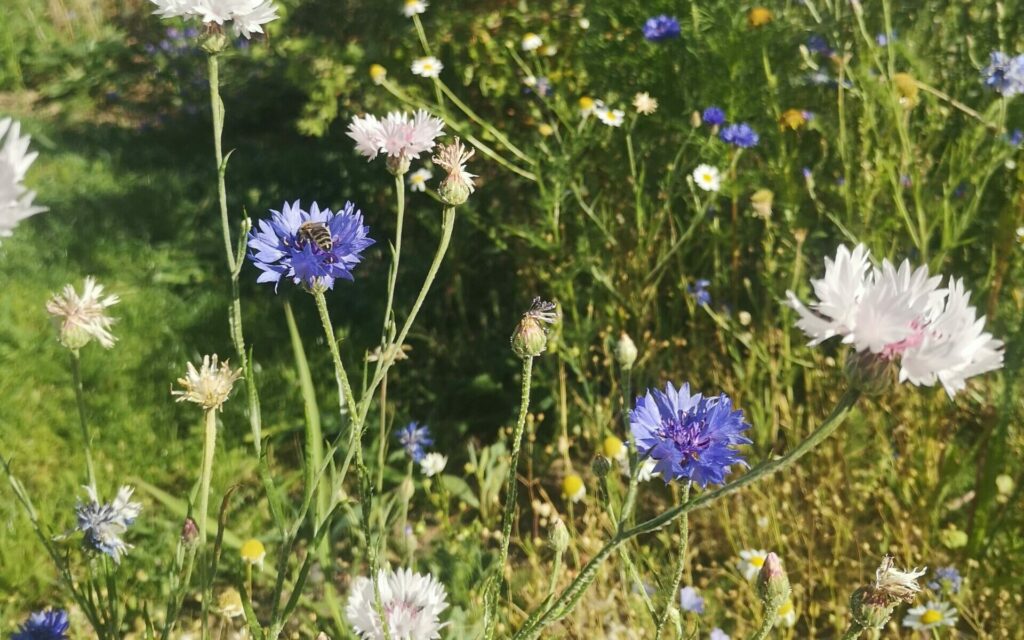 Biene auf Kornblume im Naturgarten