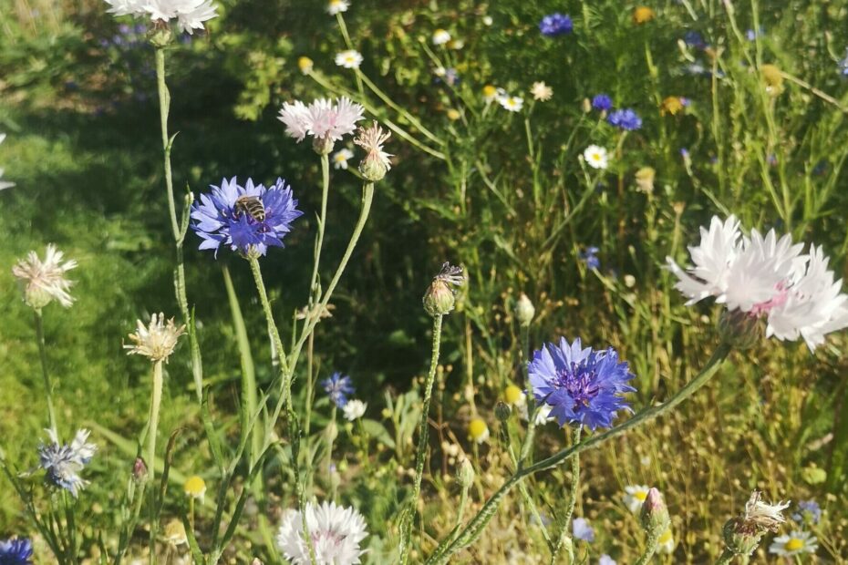 Biene auf Kornblume im Naturgarten