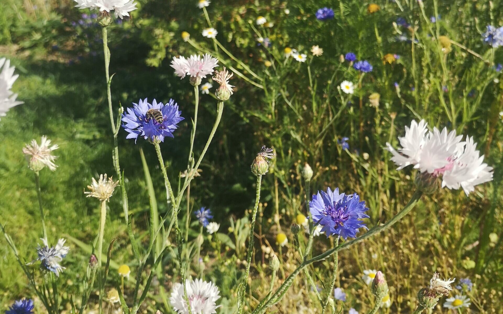 Biene auf Kornblume eine der Gründe für einen Naturgarten