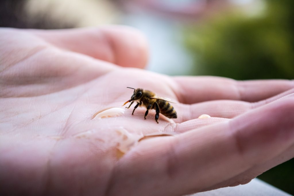 Wasserstellen für Bienen