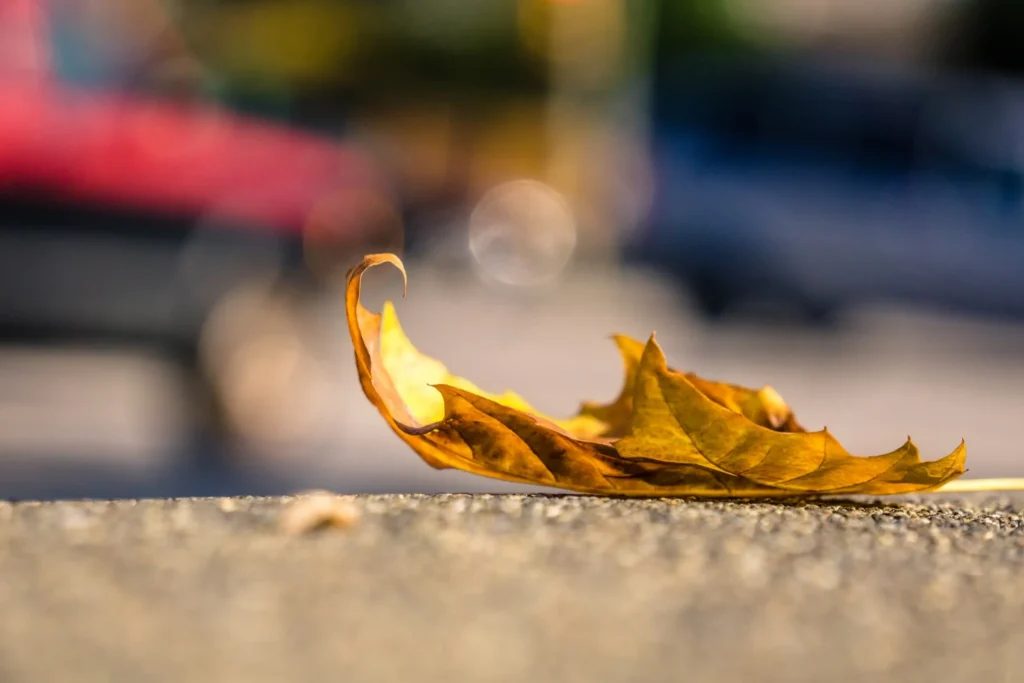 Gartenarbeiten im November: Laub von den Wegen.