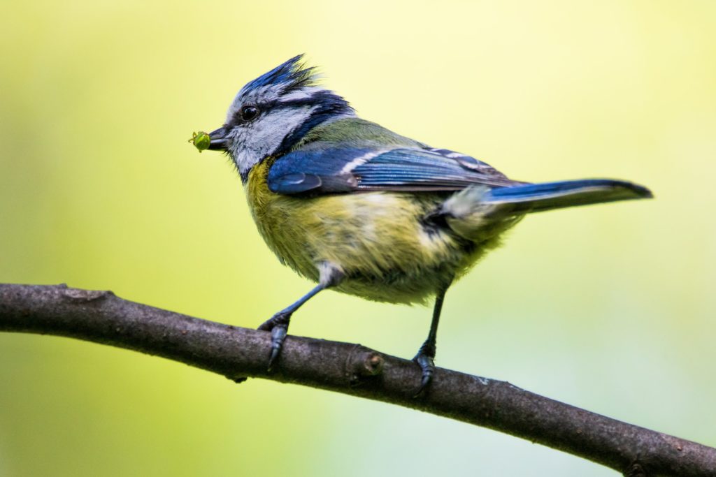 Wintervögel in Deutschland sind zum Beispiel die Blaumeisen