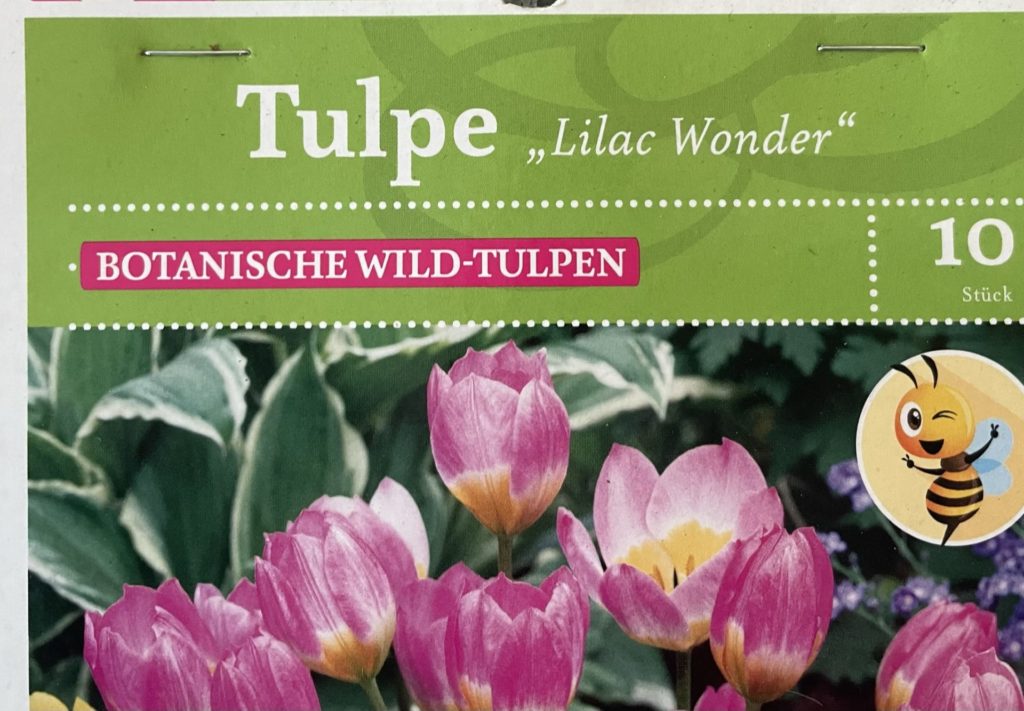 Frühblüher wie zum Beispiel Wildtulpen werden auch oft Botanische Tulpen oder Botanische Arten genannt.