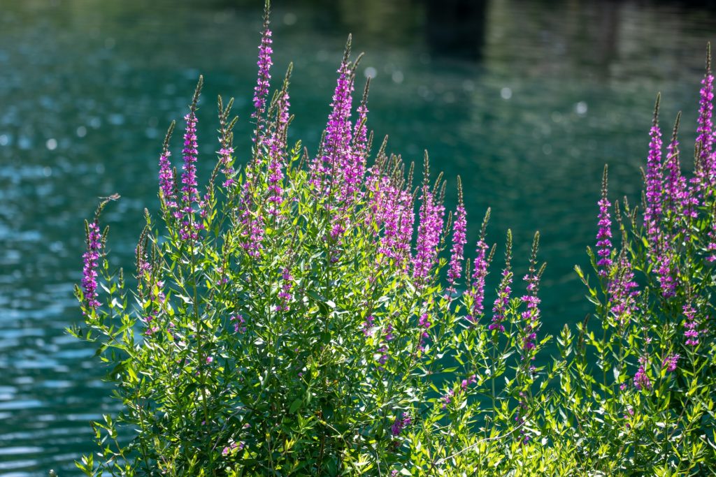 Miniteich Pflanzen Blutweiderich