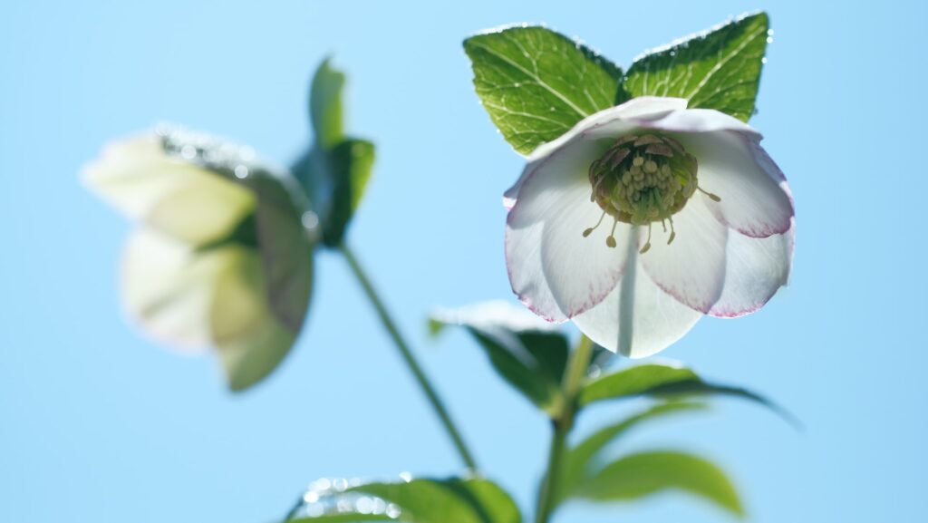 Christrose, eine der wenigen Weihnachtspflanzen für draußen.