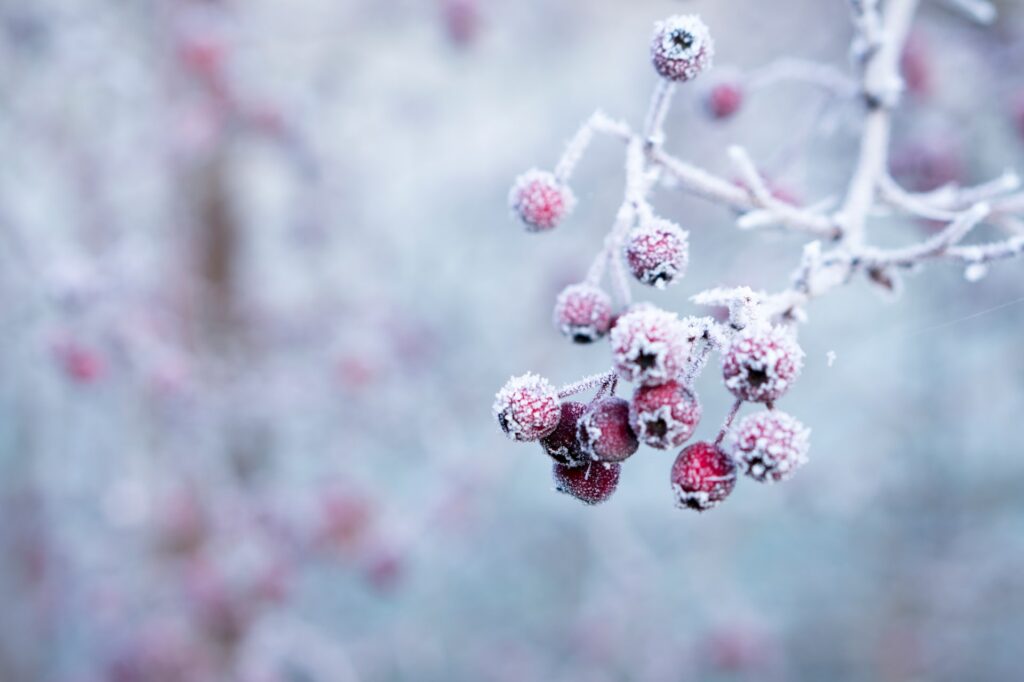 Christrosen sind winterhart und blühen im Winter.