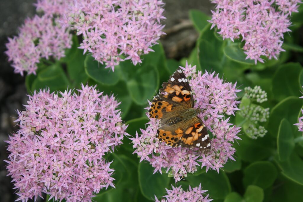 Fetthenne mit Schmetterling im Naturgarten