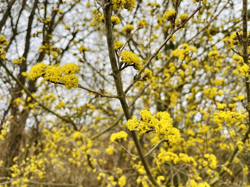 Frühblüher für Bienen sind zum Beispiel die Kornellrsche, eine gute Alternative zur Forsythie.