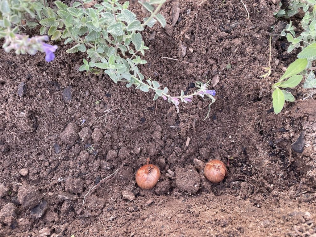 Blumenzwiebeln beim Einpflanzen