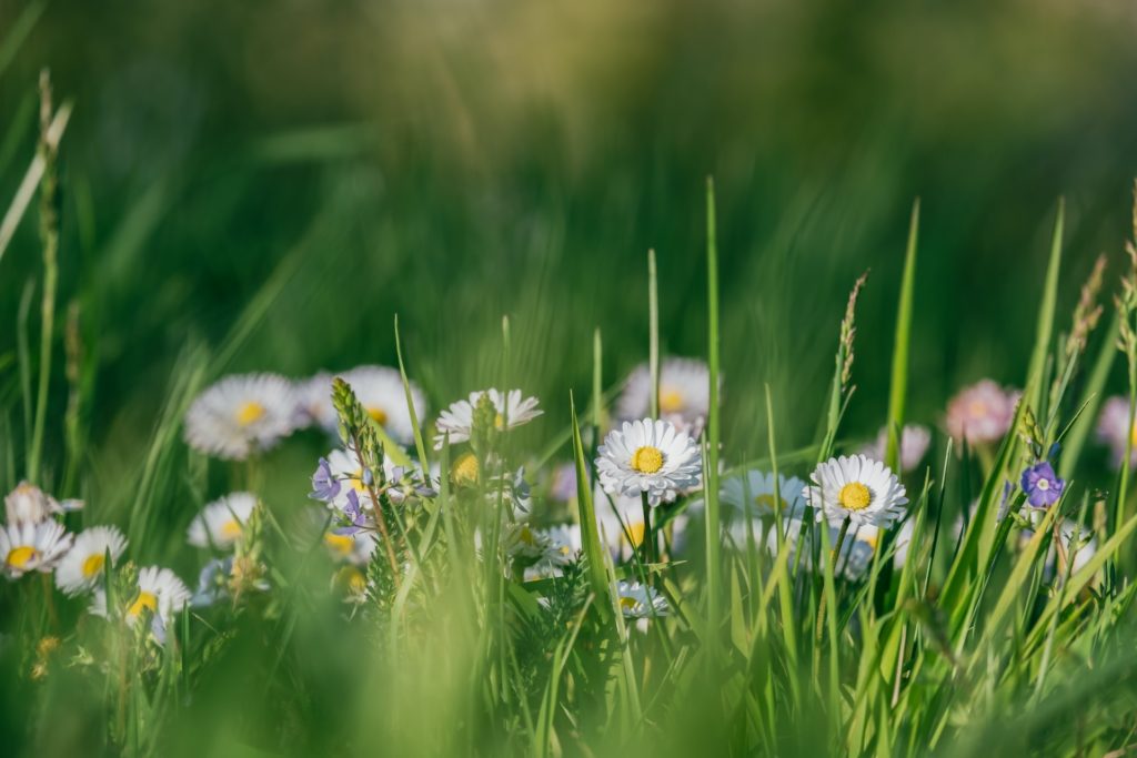 Ein Garten soll pflegeleicht und einfach sein. Wie du deinen Garten vereinfachen kannst, zeige ich dir hier.