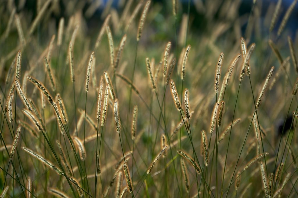 Gräser Naturgarten