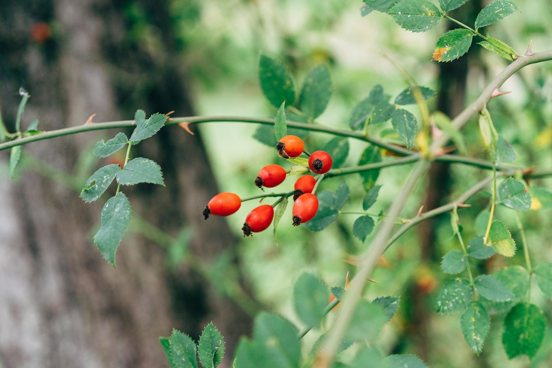 101 essbare Pflanzen für den Garten