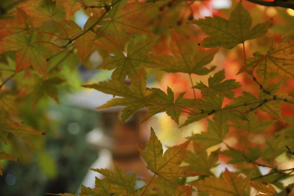 Herbstzeit ist die beste Pflanzzeit für Heckenpflanzen