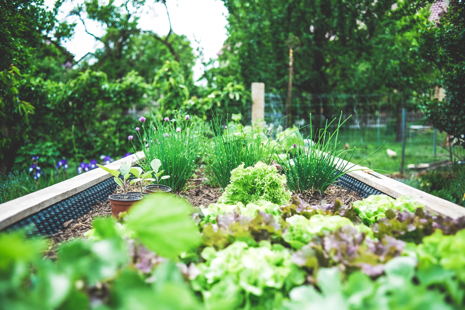Planung des Gemüsegartens 2022 Gartenkram