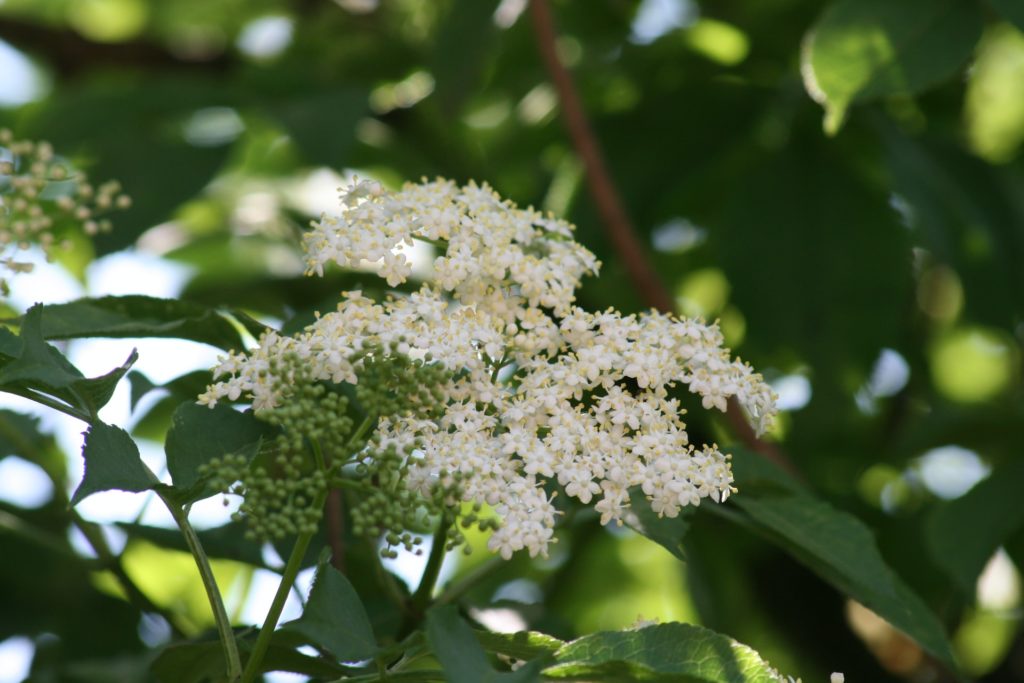 Holunderblüte