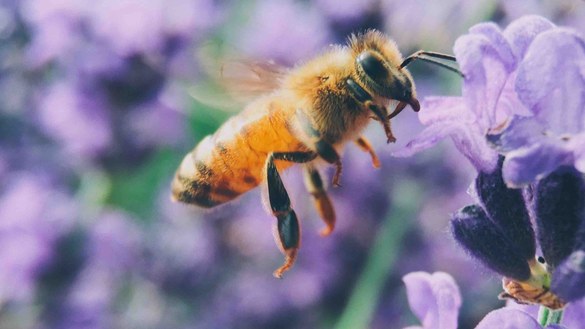 Honigbiene am lila Blüte