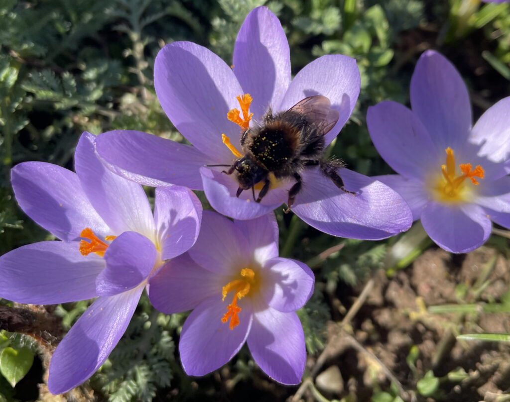 Hummel trinkt Necktar an einem Krokus