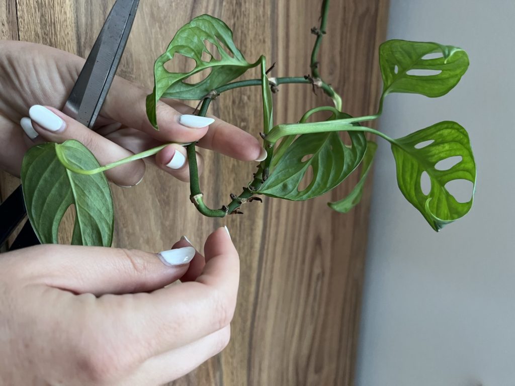 Vorbereitung Steckling Monstera