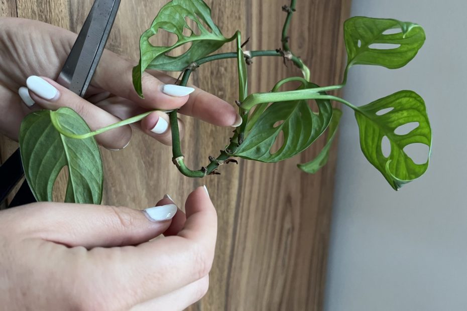 Vorbereitung Steckling Monstera