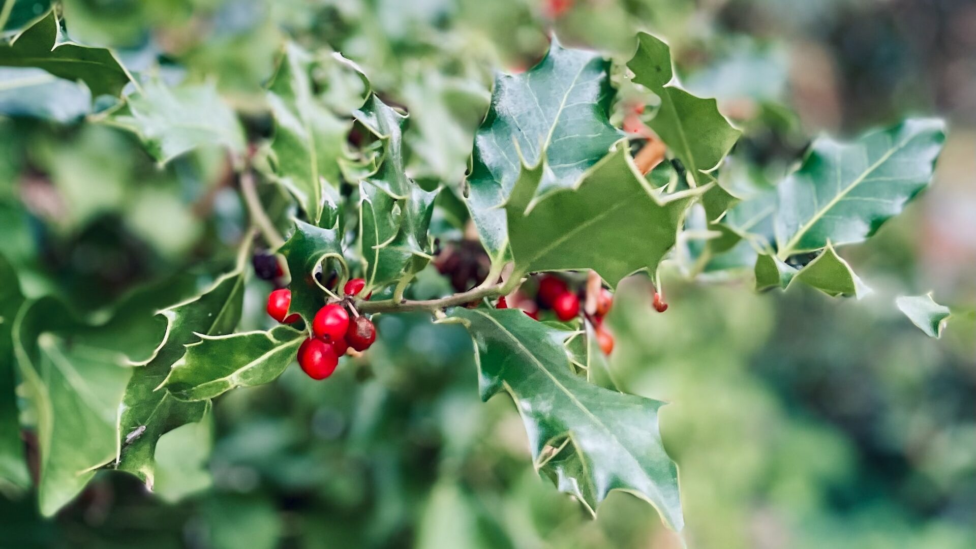 Ilex oder auch Stechpalme ist eine heimische immergrüne Pflanze, die man oft als Weihnachtspflanze soeht.