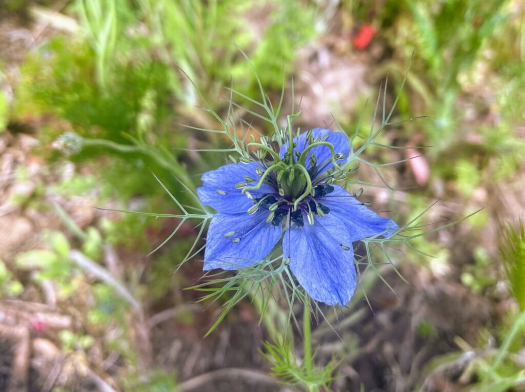 Garten im Mai, Blütezeit der Jungfer im Grünen