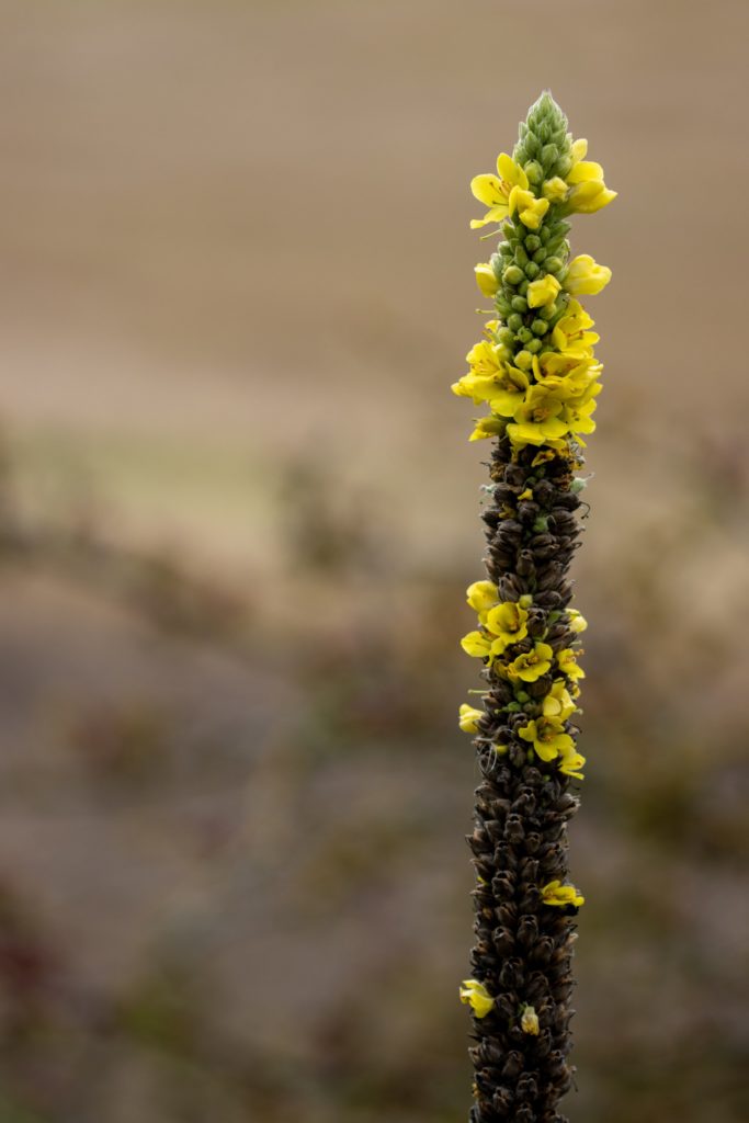 Königskerze, trockenresistente Pflanze