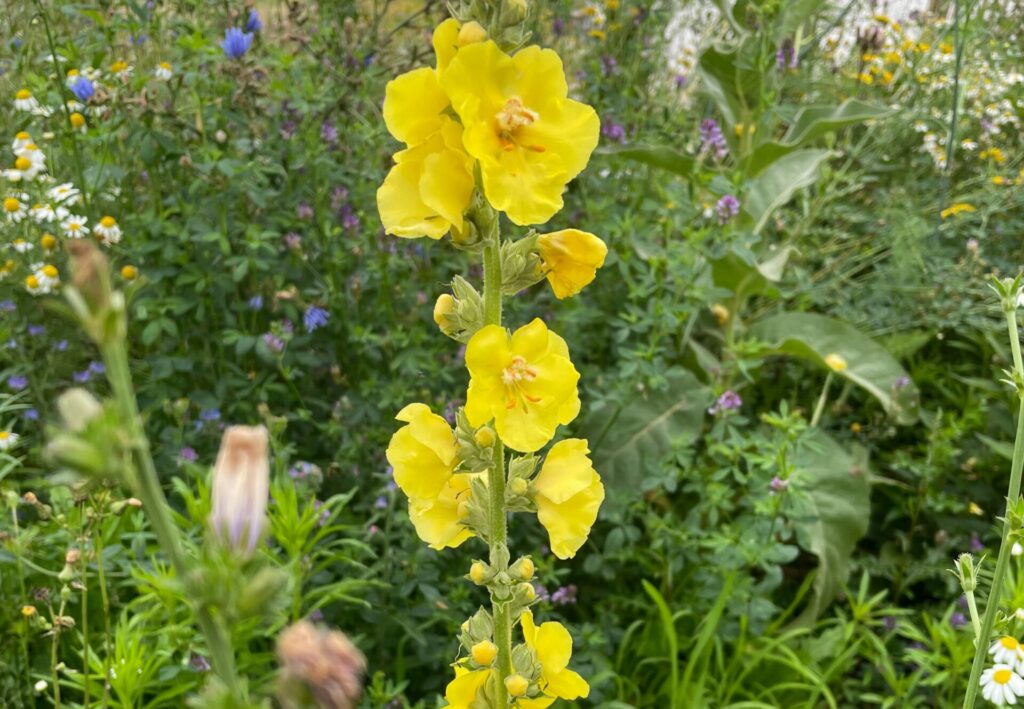 Königskerze im Naturgarten