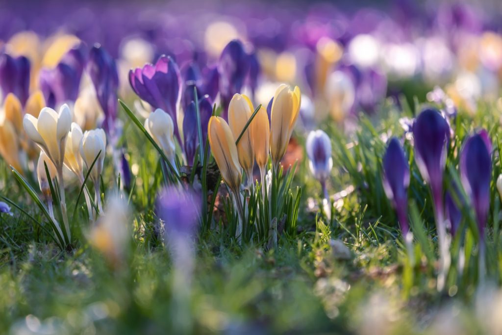 Krokusse und andere Blumenzwiebeln wie Winterlinge sind gut zum verwildern geeignet.