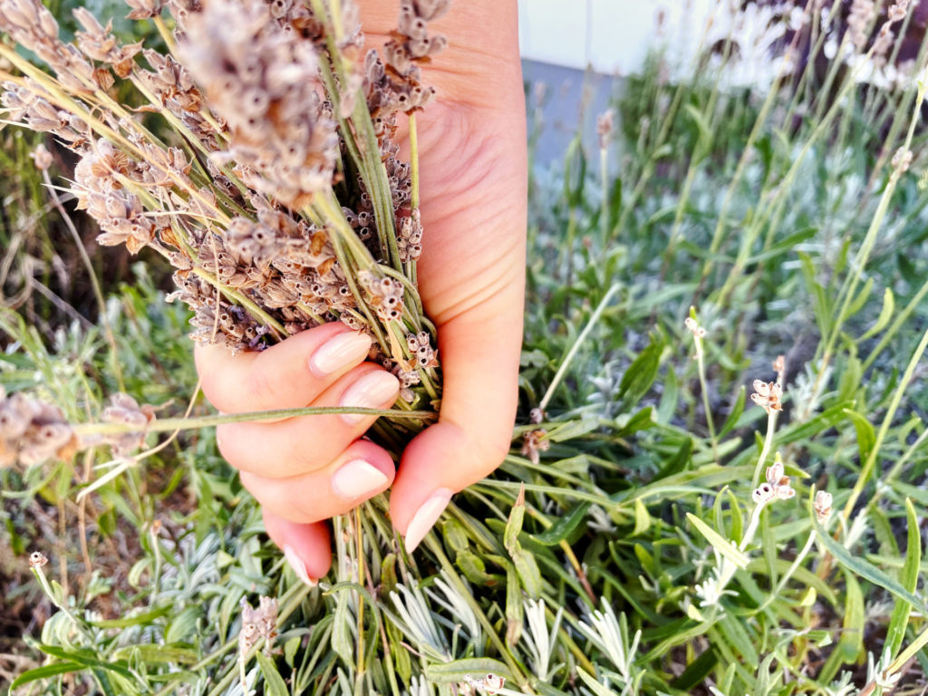 Lavendel zurückschneiden - eine Handvoll nehmen und über den silbernen Blätter abschneiden