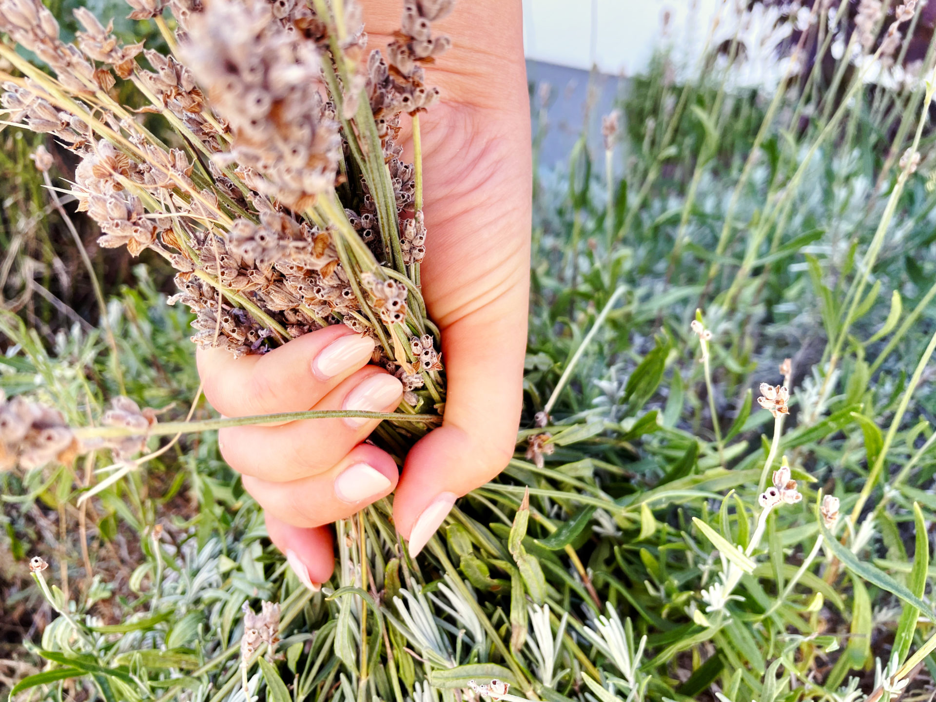 44+ Lavendel Schneiden Sommerschnitt, Wir erklären, was bei einem