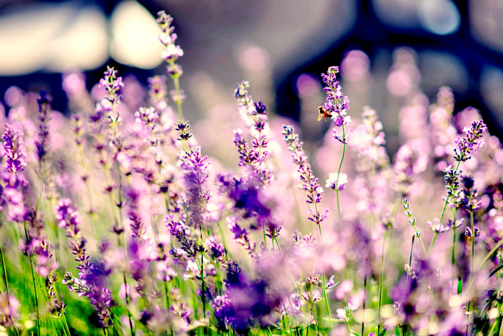 Blühender Lavendel mit Biene