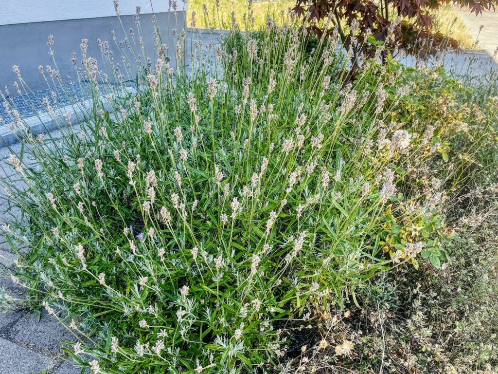 Lavendel im Sommer nach der Blüte vor dem zurückschneiden