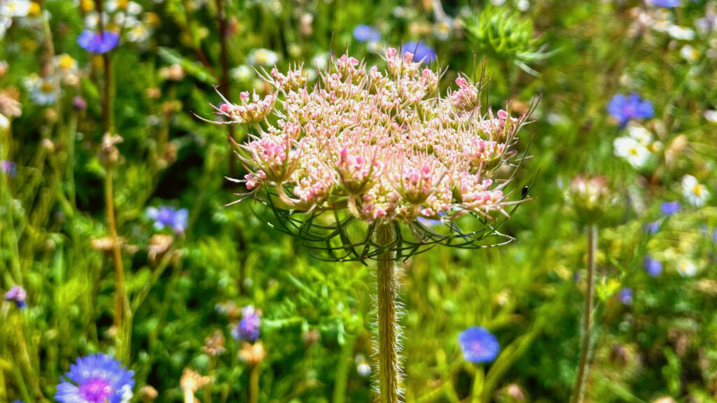 Wilde Möhre im Naturgarten