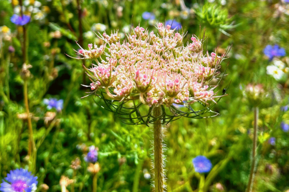 Wilde Möhre im Naturgarten