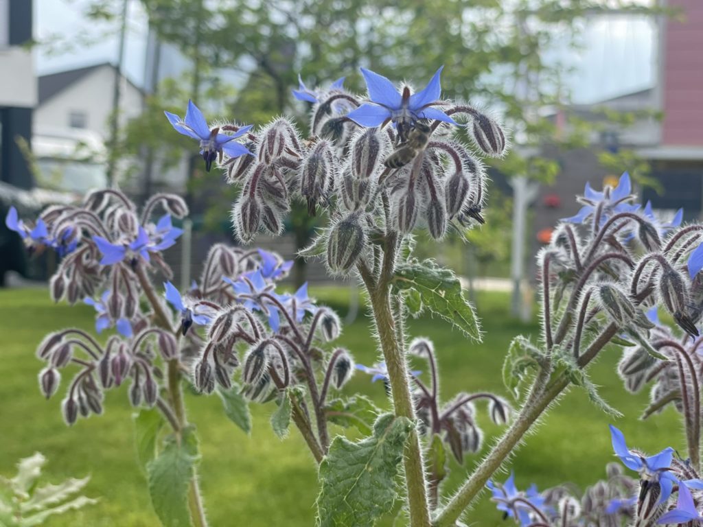 einfache Naturgartenideen