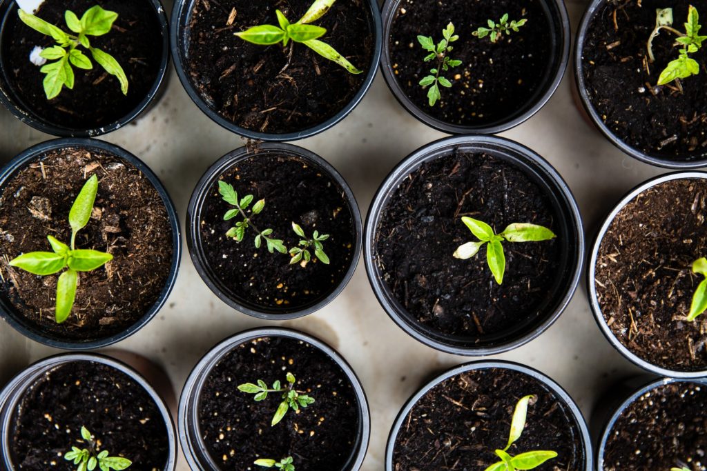 Blumensamen selbst anziehen ist ein Tipp zum Geld sparen und günstig gärtnern.