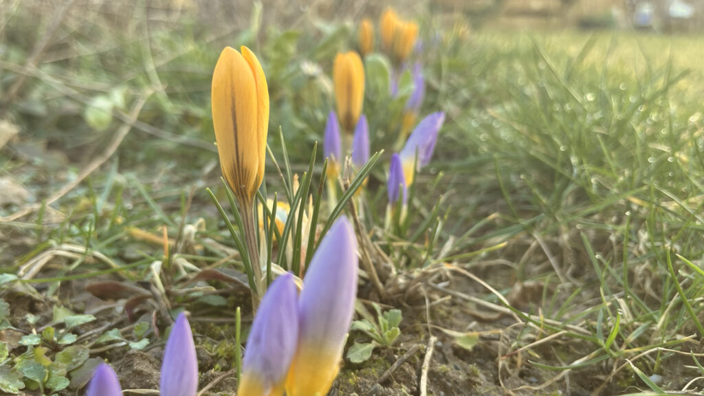 Reihe mit gelben und lila Krokussen vor der Blüte, Gartenarbeiten im Februar.