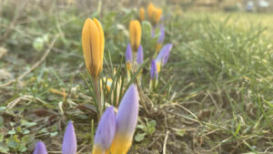 Reihe mit gelben und lila Krokussen vor der Blüte