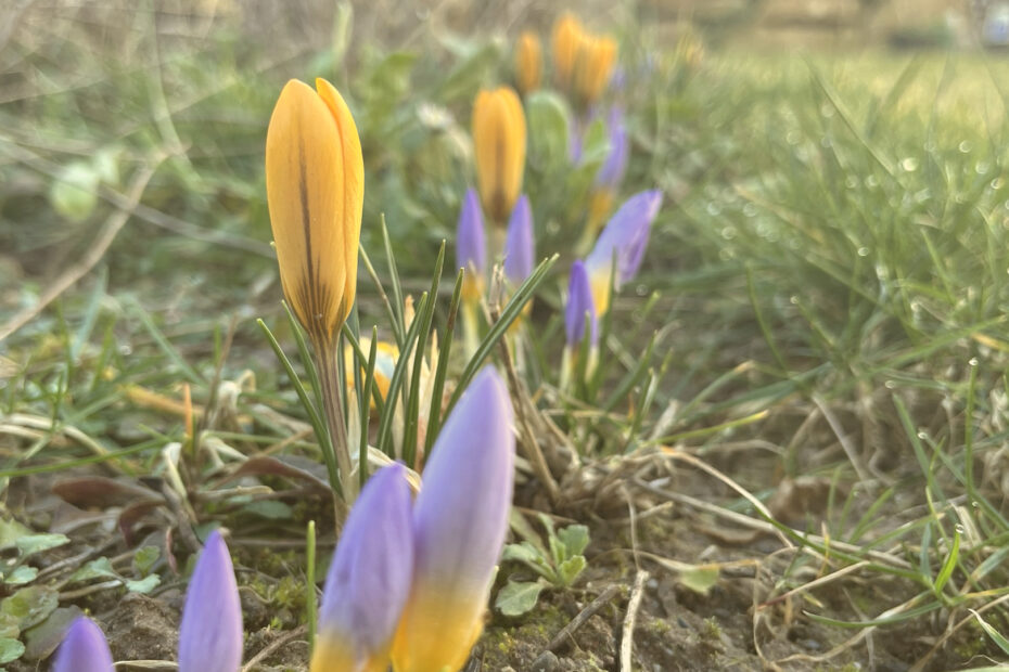 Reihe mit gelben und lila Krokussen vor der Blüte