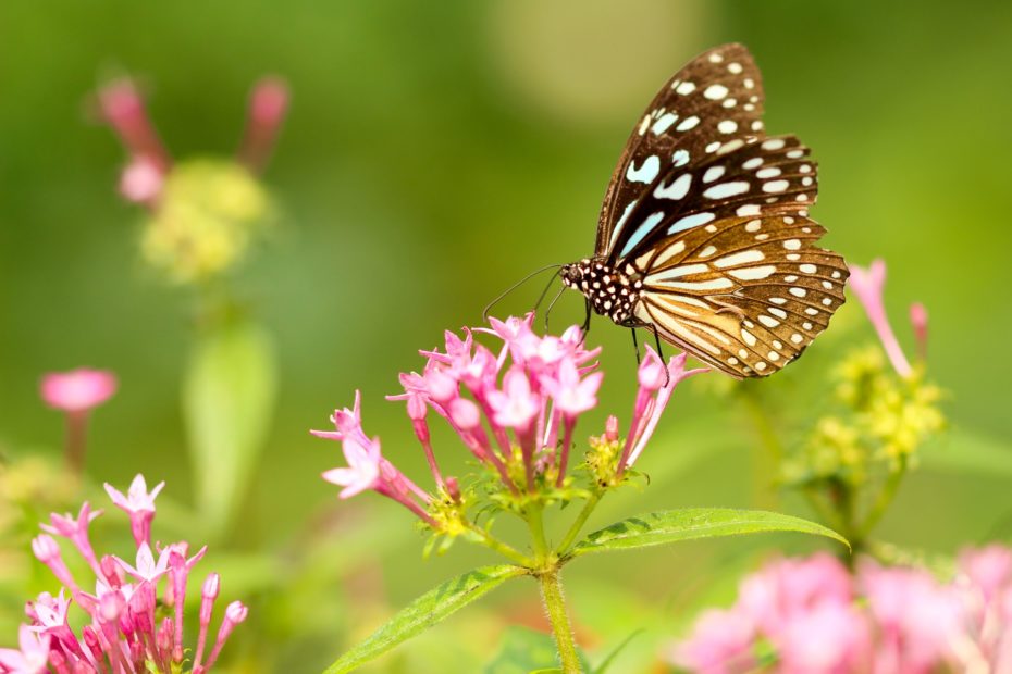 Einheimische Pflanze klimafesten Garten gegen den Klimawandel