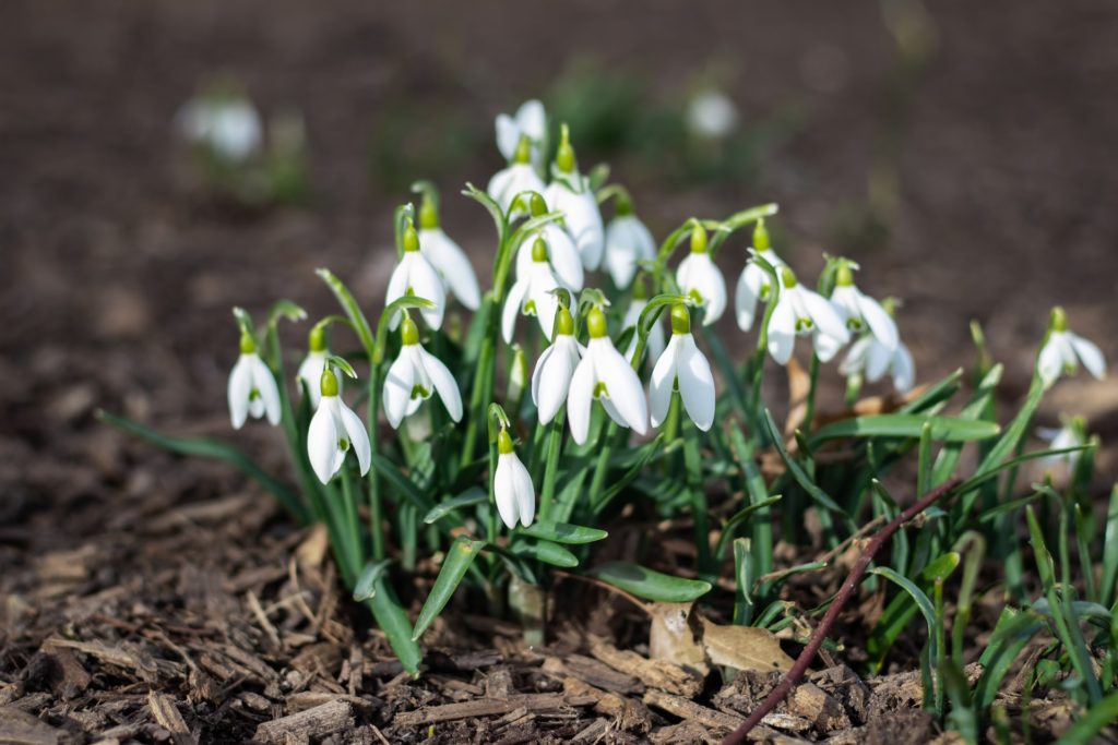 Schneeglöckchen sind Zwiebelpflanzen und gehören zu den ersten Frühblühern im Jahr. Diese Blumenzwiebeln werden im Herbst gepflanzt.